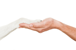 איך מאלפים כלב לתת יד?