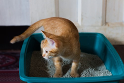 איך לטפל בארגז חול של החתול שלכם?